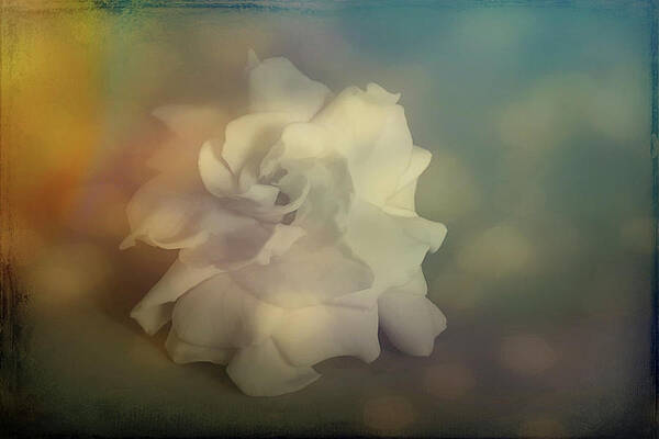 Dreamy Gardenia Print