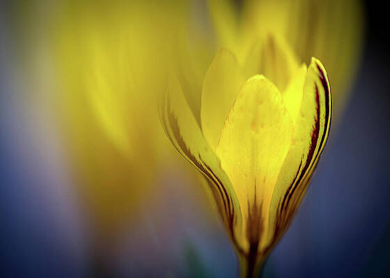 Vibrant Photograph - Dreamy by Ursula Abresch