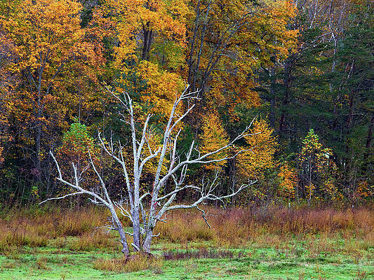 Wall Art featuring the photograph Dressed In Gold by Gina Fitzhugh