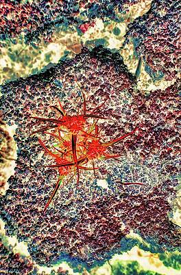 Abstract Photograph - Dried Mud And Plant by Bruce Block