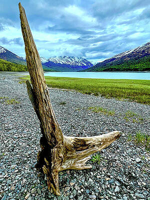 Wall Art featuring the photograph Drift Wood by Harry Banks