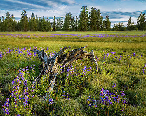 Majestic Wall Art featuring the photograph Driftwood And Lupines by Mike Lee