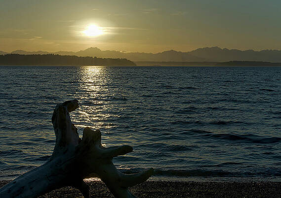 Driftwood Sunset Over Puget Sound by Carl Prothman