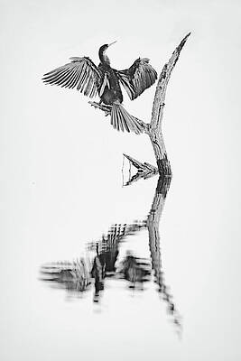 Wall Art featuring the photograph DRIP DRY Anhinga 32B by Sally Fuller