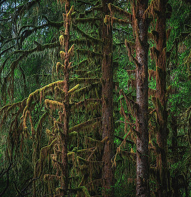 Moody Photograph - Dripping Trees Closeup - Hoh Rainforest, Washington State by Abbie Warnock