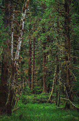 Moody Photograph - Dripping Trees - Hoh Rainforest, Washington State - Vertical by Abbie Warnock