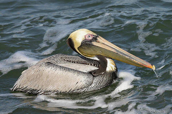 Florida Photograph - Drooling Brown Pelican by RD Allen