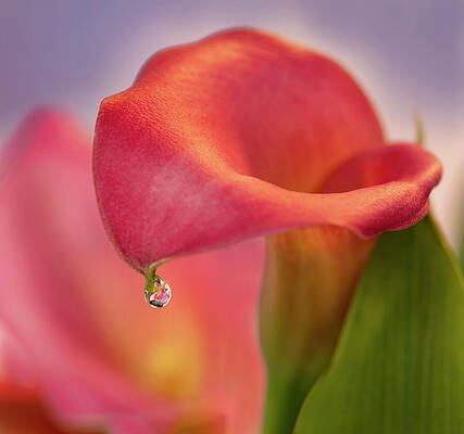 Wall Art featuring the photograph Red Calla Water Drop by Mary Jo Allen