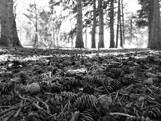 Photograph - Dropped From Above In Black And White by Amanda R Wright