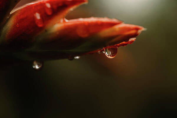 Vibrant Wall Art featuring the photograph Drops by Nova Rae