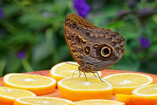 San Francisco Photograph - Drunk -- Owl Butterfly by KJ Swan