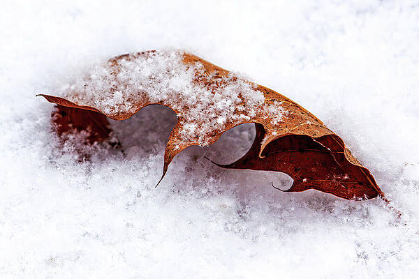 Leaf on Snowy Ground Wall Art