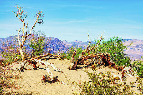 Wall Art featuring the photograph Dry Trees At Death Valley, California by Tatiana Travelways