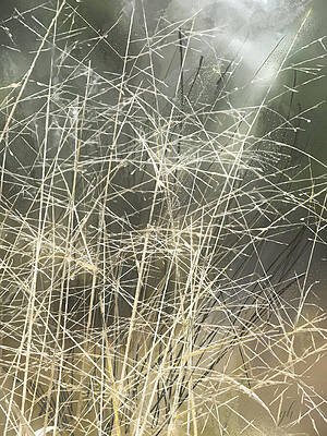 Nature Wall Art featuring the digital art Dry Lace by Gina Harrison