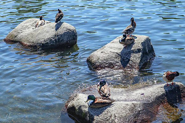 Photograph - Duck Couples On A Date by D Lee