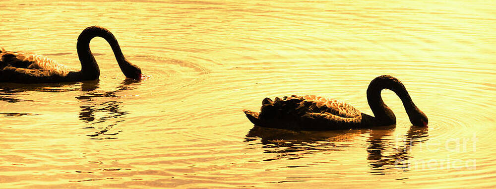 Wall Art featuring the photograph Duck Duck Swan by Jorgo Photography
