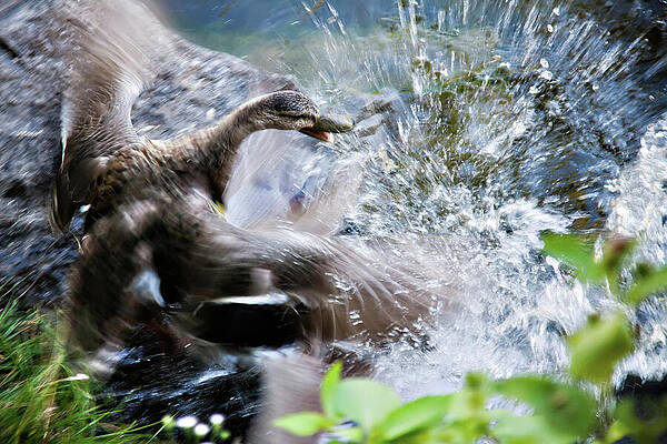 Spring Wall Art featuring the photograph Duck Fighting by Tatiana Travelways