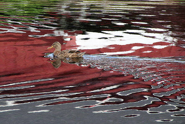 Duck Gliding Over Reflective Water Wall Art
