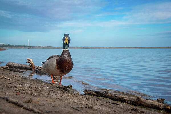 Wildlife Photograph - Duck On The Shore Of Lake Ontario by John Twynam