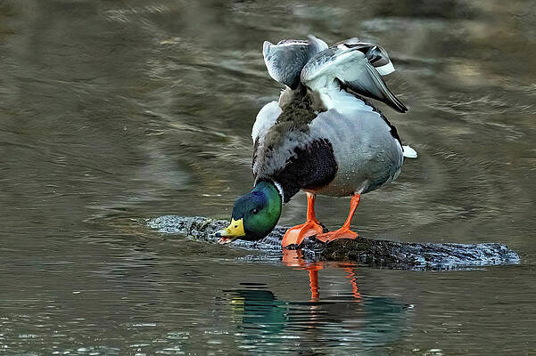 Wall Art featuring the photograph Duck Speak by Gina Fitzhugh