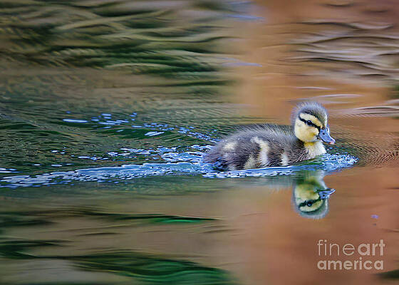 Wild Wall Art featuring the photograph Duckling by Thomas Nay