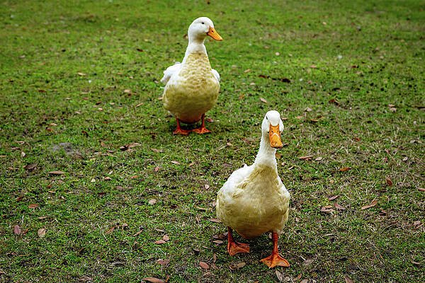 Wall Art featuring the photograph Ducks At Middleton Place Plantation by Cindy Robinson
