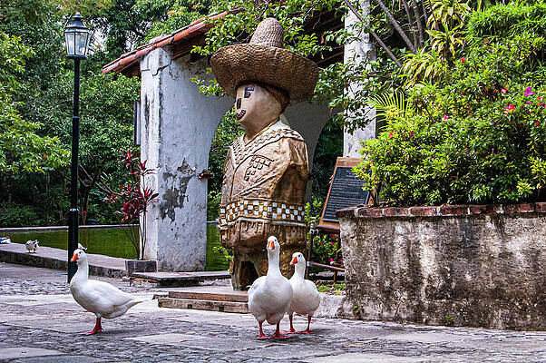 Mexico Photograph - Ducks At Parque Bordo by William Scott Koenig