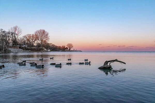 Wildlife Photograph - Ducks Go For A Sunset Swim In Lake Ontario by John Twynam