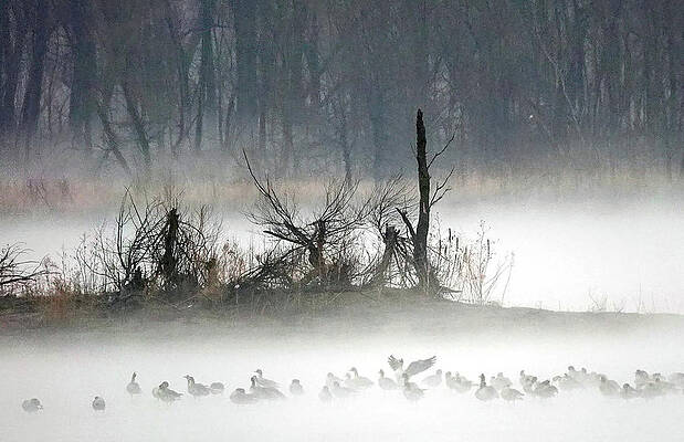Photograph - Ducks In Fog by Robert Allen Hill