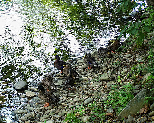 Wall Art featuring the photograph Ducks On A Rocky Shoreline by Flees Photos