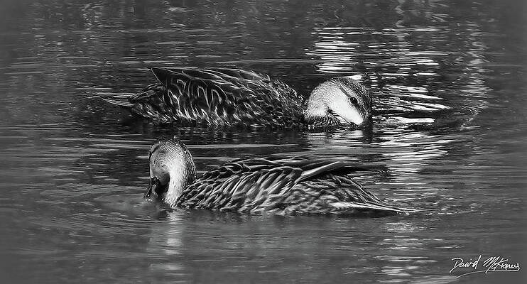 Wall Art featuring the photograph Ducks Yin And Yang by David McKinney