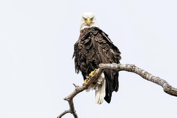 Beautiful Wall Art featuring the photograph Duel by James Overesch
