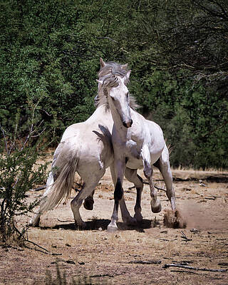 Nature Photograph - Duel by American Landscapes