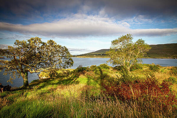 Nature Photograph - Dunboy Woody View by Mark Callanan