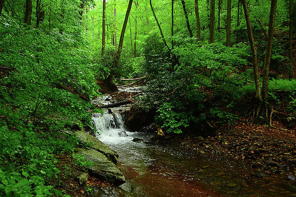 Wall Art featuring the photograph Dunnfield Creek Spring Green And Rain Shine by Raymond Salani III