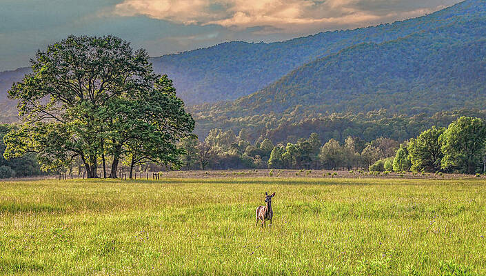 Wall Art featuring the photograph Dusk In The Cove by Marcy Wielfaert