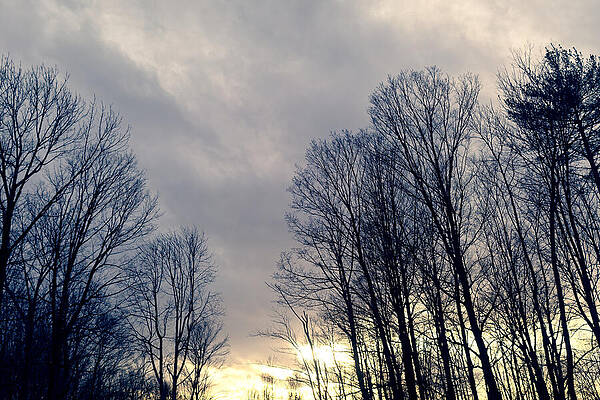 Silhouette of Bare Trees at Sunset Wall Art