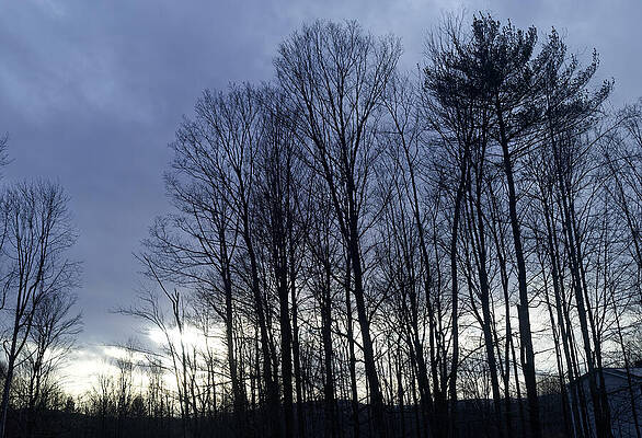 Silhouetted Trees at Dusk Wall Art