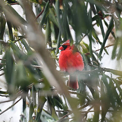 Wall Art featuring the photograph Dusted Cardinal by Steven Nelson