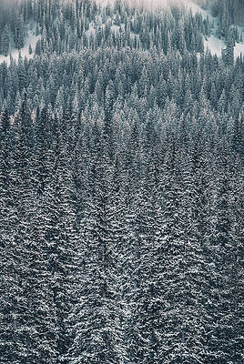 Moody Photograph - Dusted Trees 2, Big Cottonwood Canyon, Utah by Abbie Warnock