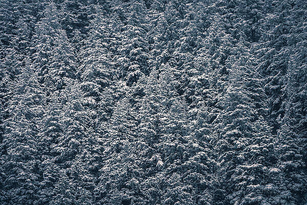 Moody Photograph - Dusted Trees, Big Cottonwood Canyon, Utah by Abbie Warnock