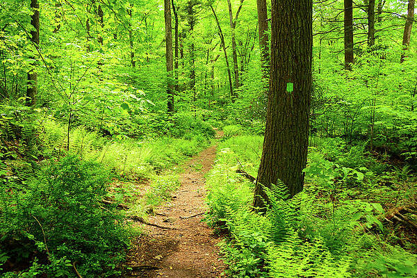 Wall Art featuring the photograph DWG Dunnfield Creek Spring Green And Trail Blaze by Raymond Salani III
