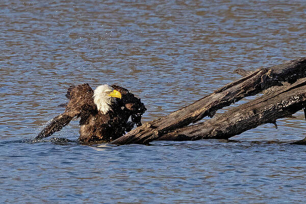 Eagle Bath by Gina Fitzhugh