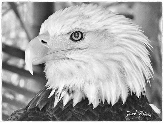 Wall Art featuring the photograph Eagle by David McKinney