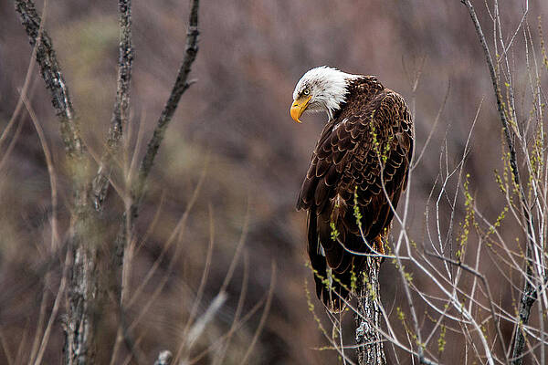 Photograph - Eagle Eyed Hunter by American Landscapes