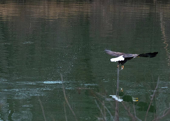 Photograph - Eagle Fishing by Robert Allen Hill