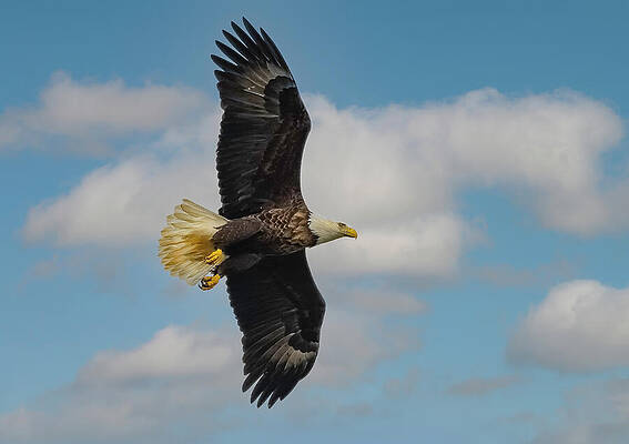 Sky Photograph - Eagle Flight by Theresa D Williams Smoky Mountains