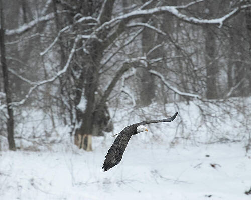 Eagle Wall Art featuring the photograph Eagle Flying In Snow by Robert Allen Hill