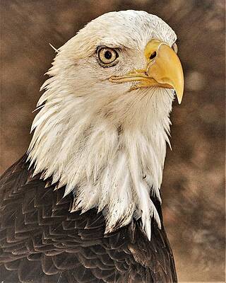 Wall Art featuring the photograph Eagle by John Linnemeyer