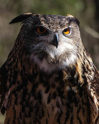Wall Art featuring the photograph Eagle Owl 1 by Flees Photos